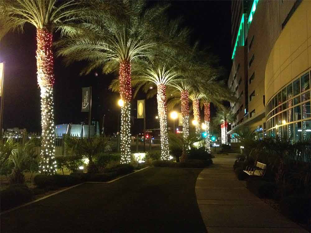 a palm trees with lights on the side of the road